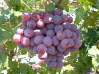 Выдержка семени виноградины