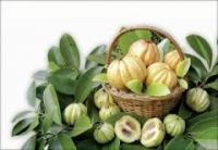 Выдержка Cambogia Garcinia