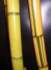 Золотистые гаваиские Bamboo Poles