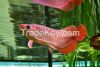 Arowana fishes