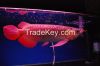 High Quality Super Red Arowana Fish available