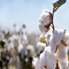 Wholesale Organic Raw Cotton Bales Ready for International Market