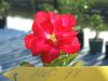 Экзотический цветок двойника Adenium # 098
