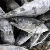 Best Quality Frozen Long tail Tuna 