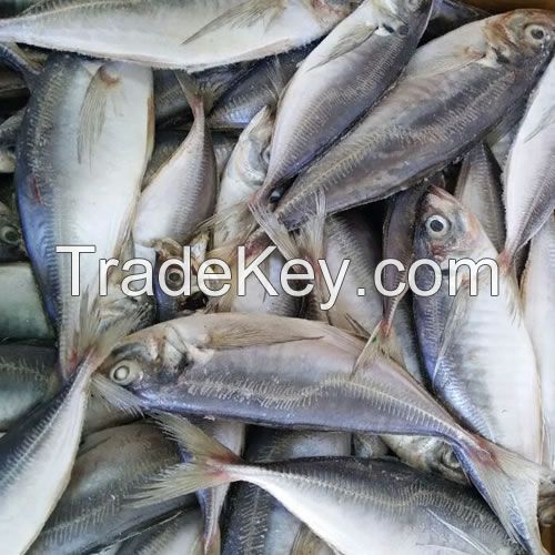 Export Frozen  HGT mackerels
