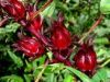 ВЫСУШЕННОЕ ROSELLE