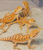 baby bearded dragons