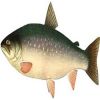 High Quality Arctic Char Fish For Sale