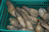 Live Geoduck