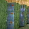 Quality Alfalfa Hay for Animal Feeding Stuff / Hay Cubes / Alfalfa Hay and Timothy Hay