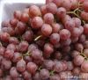 Свежие виноградины глобуса фермы