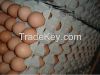 Свежие и плодородные яичка цыпленка