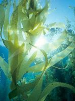 Мука Seaweeds Piryfera Macrocystis