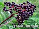 Выдержка Elderberry