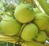 Fresh coconuts, Semi Husk Coconut , Fresh Baby coconuts 