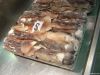 SQUID ILLEX (Argentina)