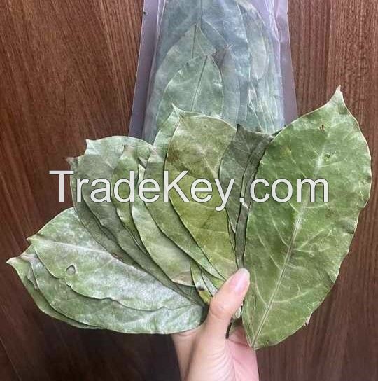 ALL-NATURAL DRIED SOURSOP LEAVES / BEST QUALITY FROM VIETNAM