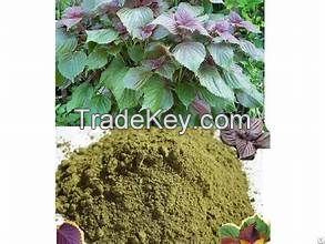 PURE PERILLA LEAF POWDER FROM VIETNAM NATURAL HERBAL INGREDIENT FOR IMMUNE SUPPORT AND DETOXIFICATION