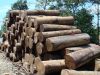 Тропическая трудная древесина