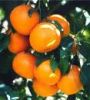 мандарин, kinnow, цитрусовые фрукты
