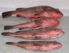 Красные рыбы Grouper (W/R)