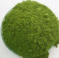 Moringa 건조한 잎 분말