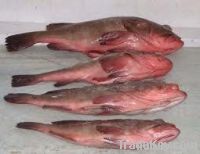 Красные рыбы Grouper (w/r)
