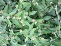 Травы Leptadenia Reticulata сухие