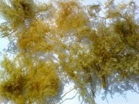 Seaweed, Carob, одичалый лук