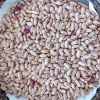 Light Speckled Pinto red Sugar kidney beans price 