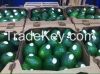 Mexican Avocado Quality to export