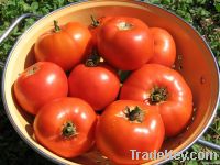 Свежие томаты для сбывания