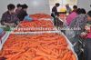 Китайский урожай моркови 2012