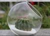 ваза Terrarium круглой стеклянной вазы 8cm-15cm Handmade суккулентная для подарков венчания