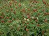 Crimson Clover Seeds