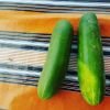 High quality fresh Fresh cucumber