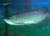 Голубые низкопробные рыбы arowana для сбывания