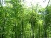 реальный bamboo завод