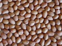 Стержени Hsuji 35/40 Groundnut надувательства для Alger