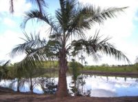 Butias и другие пальмы от Бразилии