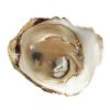 Natural Frozen Oyster For Cheap Price