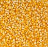 QUALITY YELLOW CORN FOR SALE