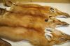 Raw Wild Red Fox Skins