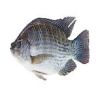 Tilapia Fish for Sale 7 Kg Bulk Packaging with 2 Years Shelf Life FROZEN SEA Bass IQF Frozen with ISO Certification in Block