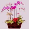 5 орхидей фаленопсиса
