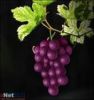 Семя Extract//Proanthocyanide 95% виноградины