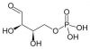 Erythrose 4 인산염