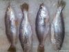 Замороженные желтые рыбы Croaker