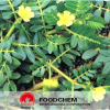 Tribulus Terrestris 추출물 분말