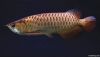 Asian Arowana Fish - Premium Quality